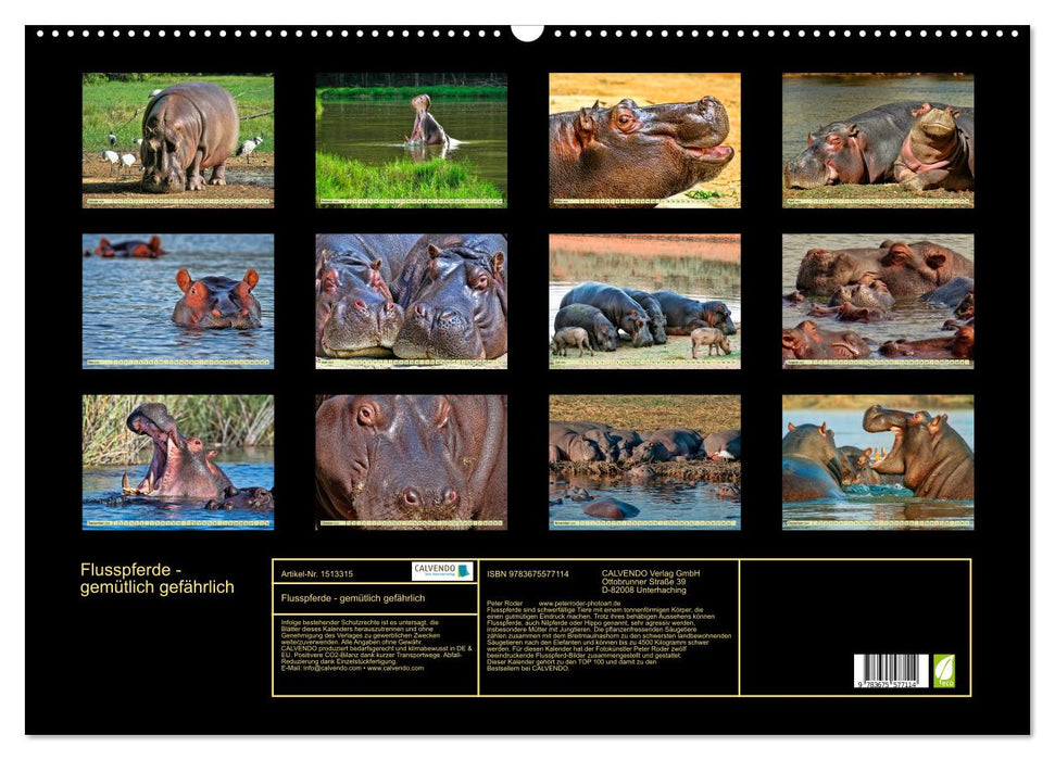 Hippos - cozy dangerous (CALVENDO wall calendar 2024) 