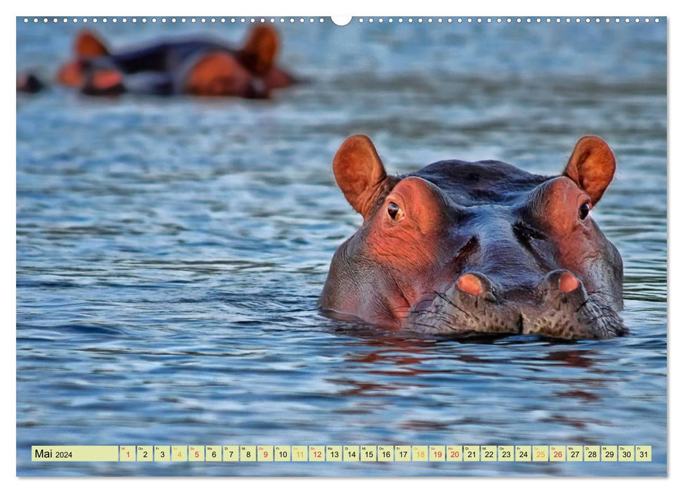 Hippos - cozy dangerous (CALVENDO wall calendar 2024) 