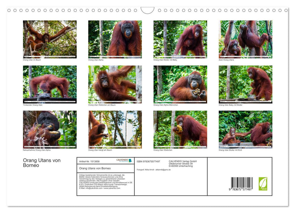 Orang Utans von Borneo Tierkalender 2024 (CALVENDO Wandkalender 2024)