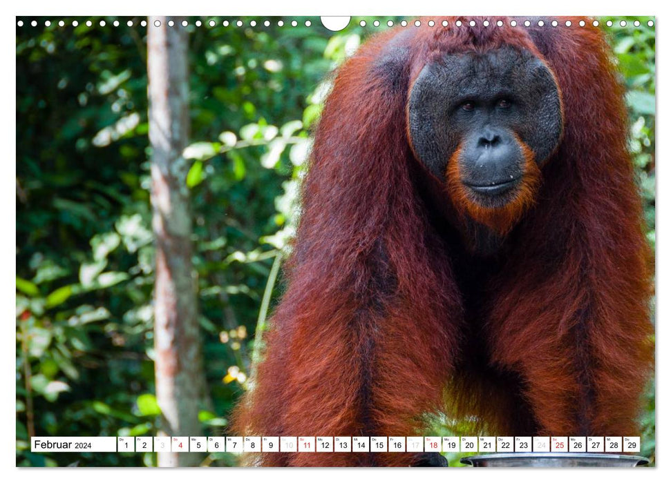 Orang Utans von Borneo Tierkalender 2024 (CALVENDO Wandkalender 2024)