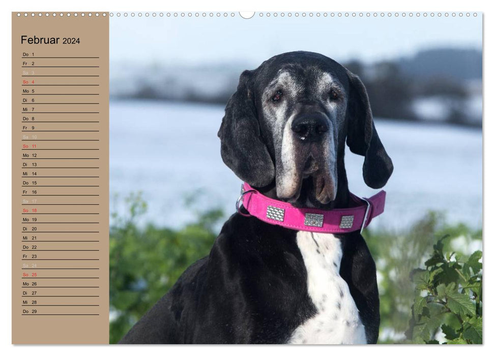 Deutsche Doggen - Sanfte Riesen (CALVENDO Wandkalender 2024)