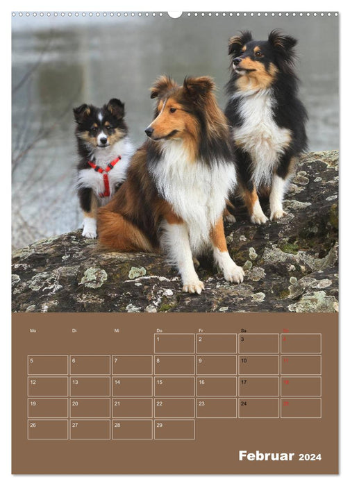 SHELTIES Herzensbrecher auf 4 Pfoten (CALVENDO Wandkalender 2024)