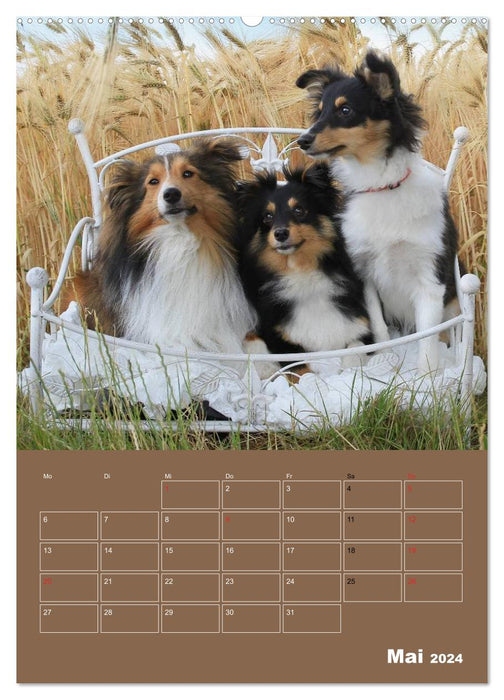 SHELTIES Herzensbrecher auf 4 Pfoten (CALVENDO Wandkalender 2024)