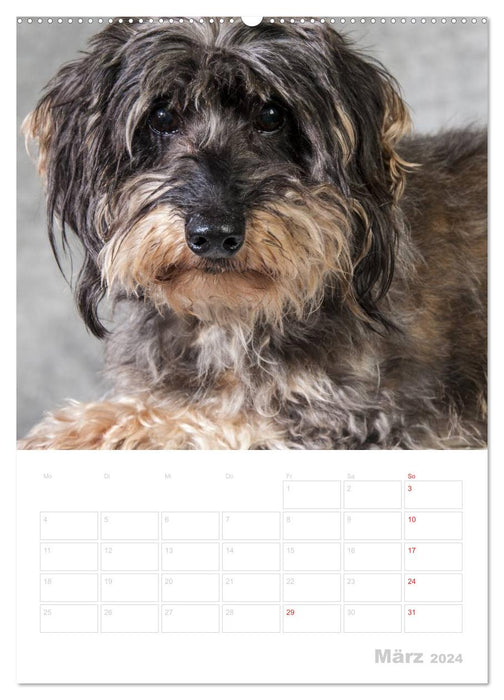 Der Dackel - mein kleiner Freund (CALVENDO Premium Wandkalender 2024)
