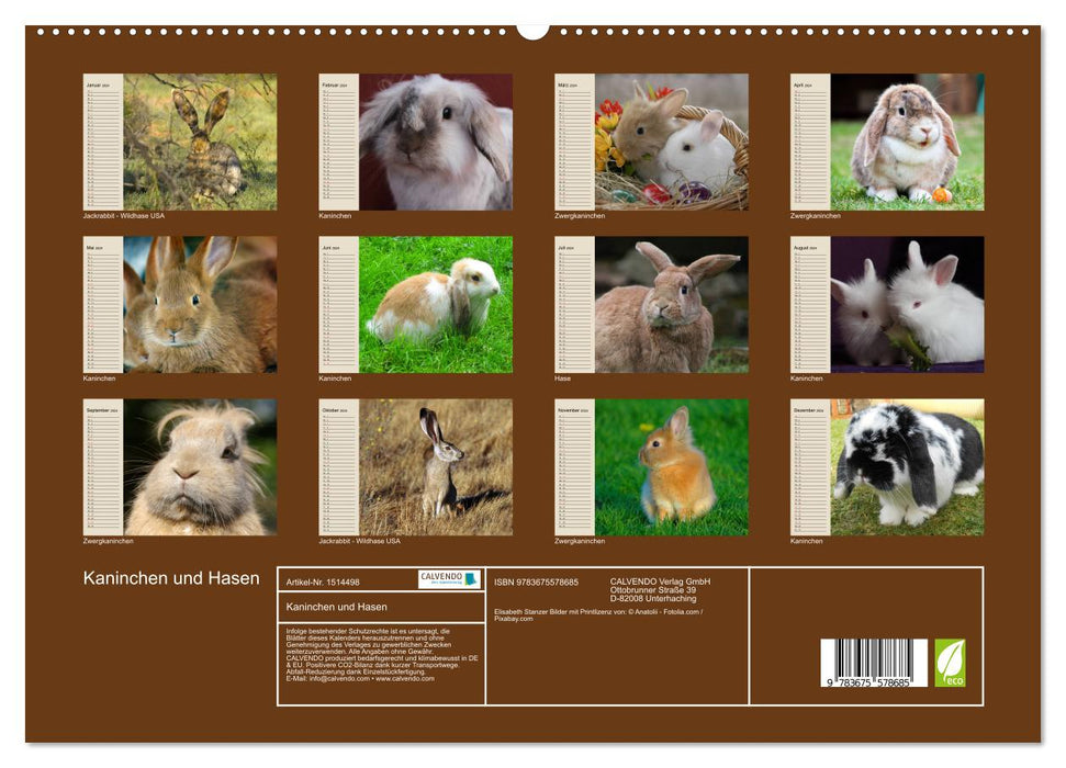 Kaninchen und Hasen (CALVENDO Premium Wandkalender 2024)