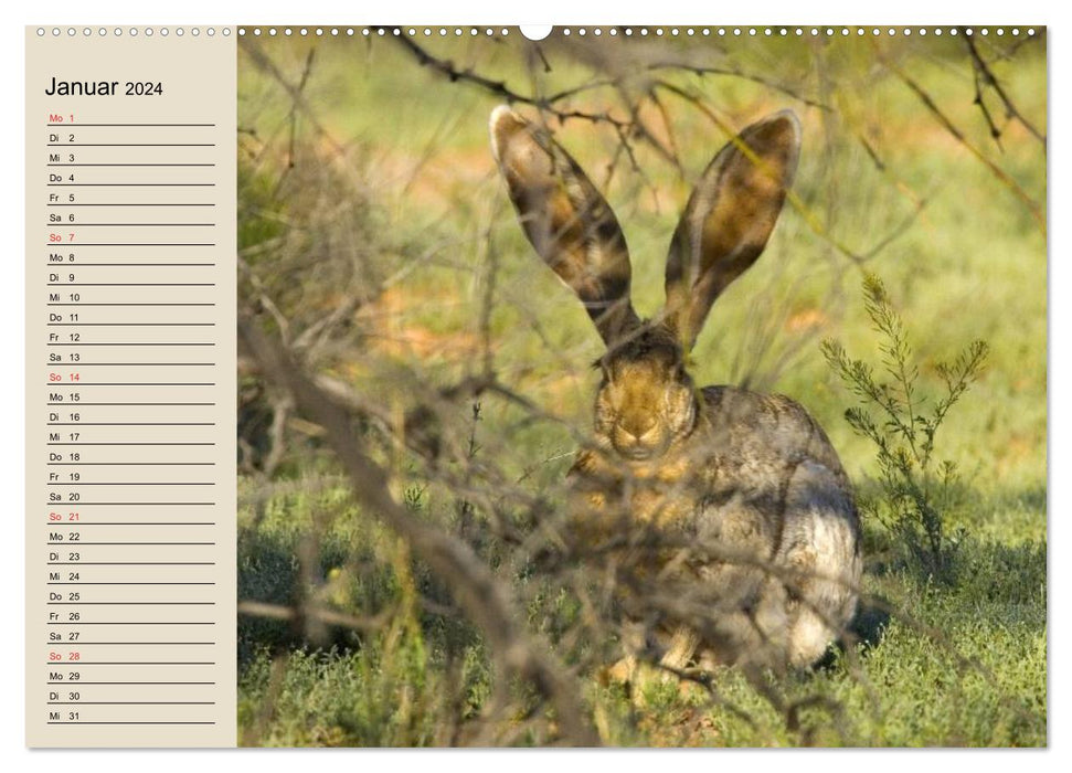 Kaninchen und Hasen (CALVENDO Premium Wandkalender 2024)