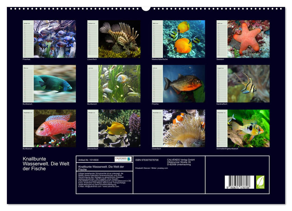 Knallbunte Wasserwelt. Die Welt der Fische (CALVENDO Premium Wandkalender 2024)