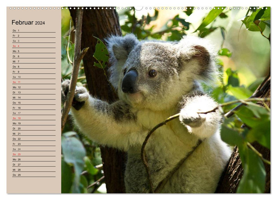 Australiens Tierwelt (CALVENDO Premium Wandkalender 2024)