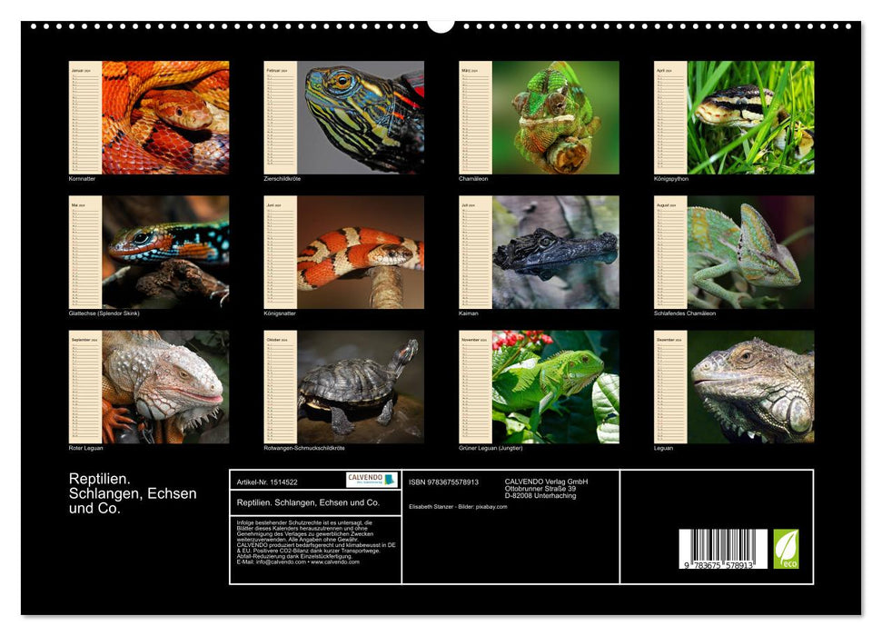 Reptilien. Schlangen, Echsen und Co. (CALVENDO Premium Wandkalender 2024)