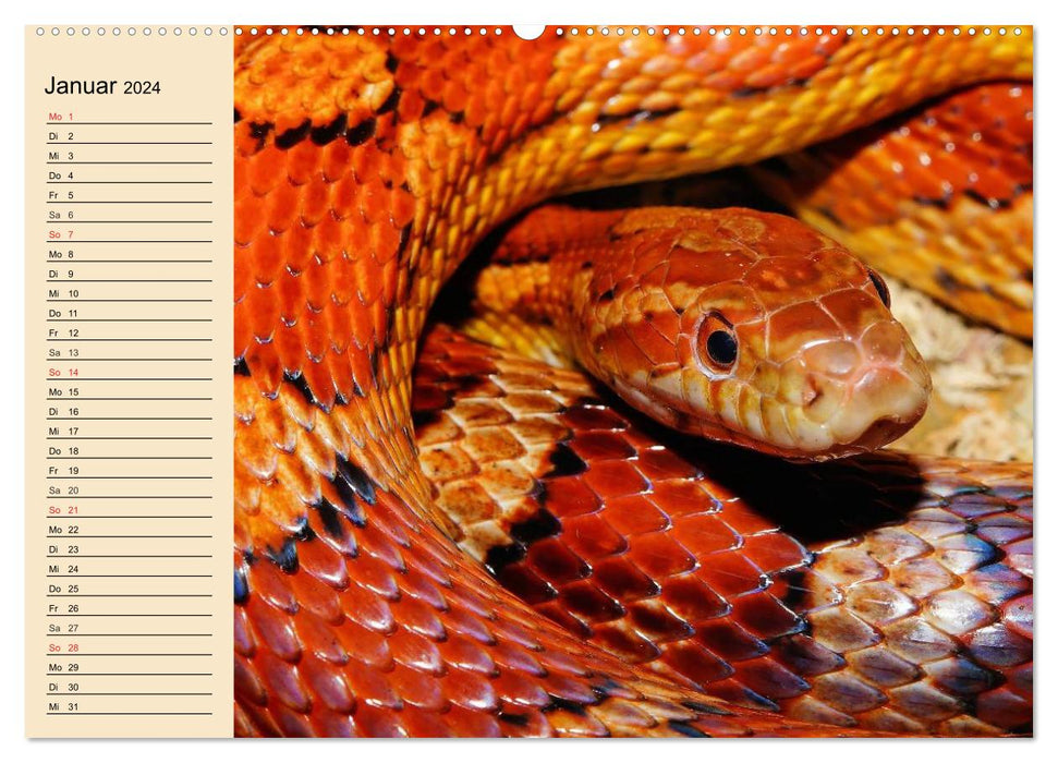 Reptilien. Schlangen, Echsen und Co. (CALVENDO Premium Wandkalender 2024)
