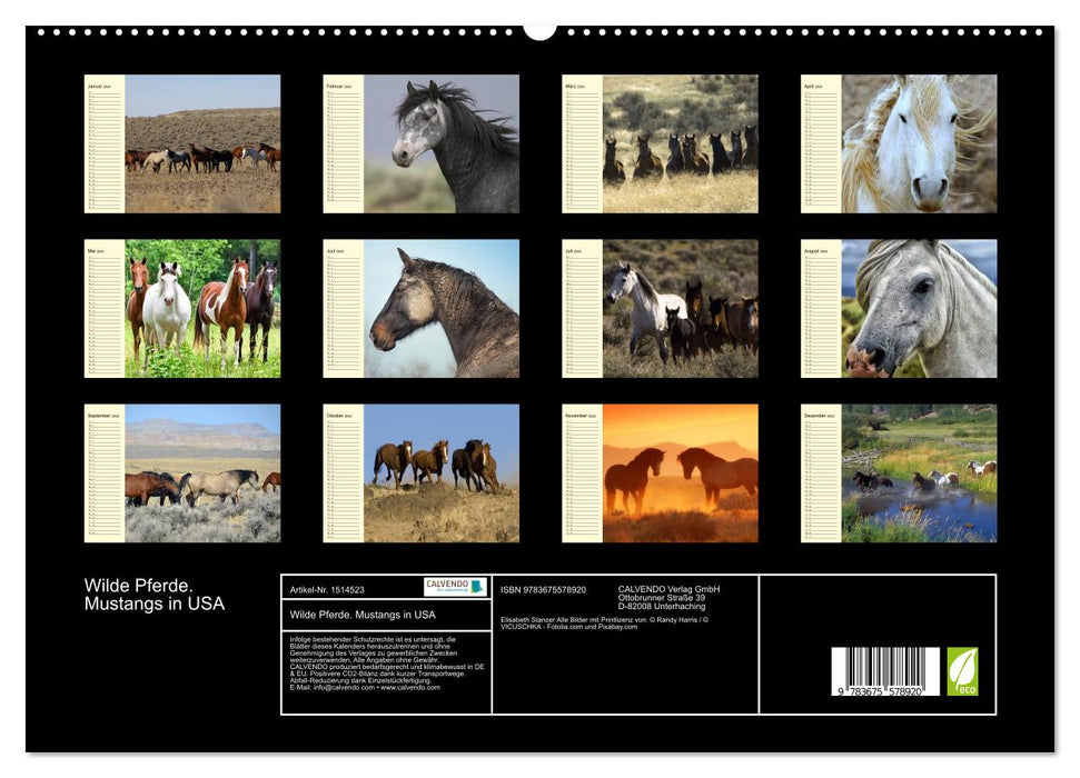 Wilde Pferde. Mustangs in USA (CALVENDO Premium Wandkalender 2024)