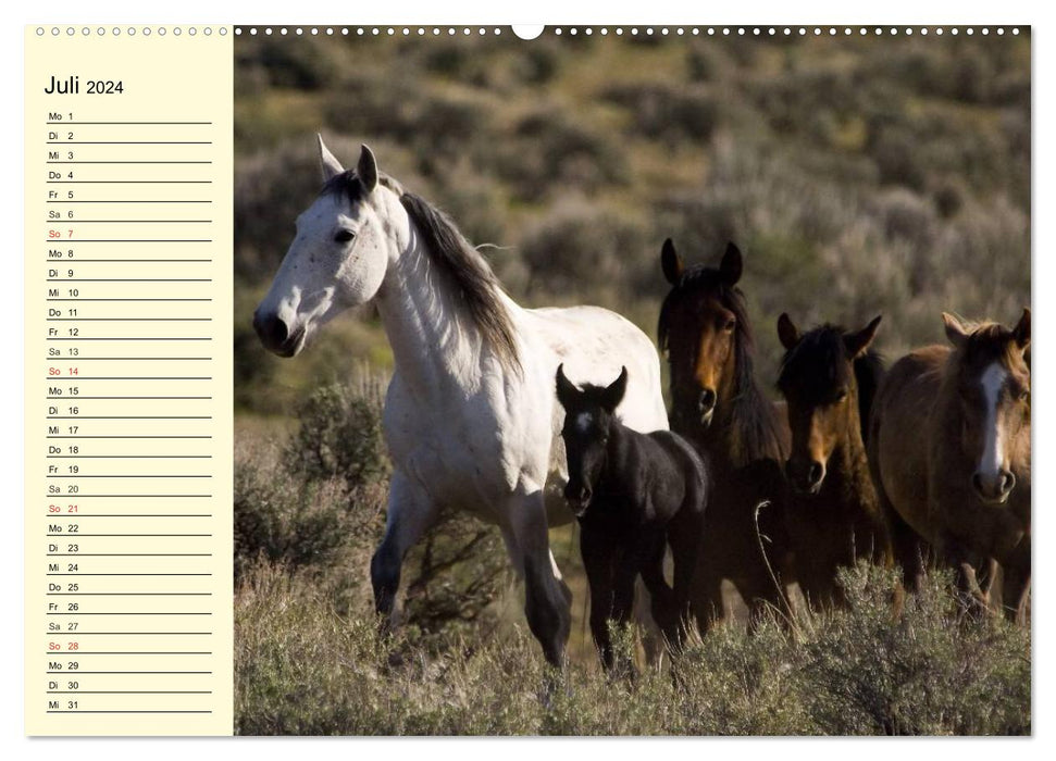 Wilde Pferde. Mustangs in USA (CALVENDO Premium Wandkalender 2024)