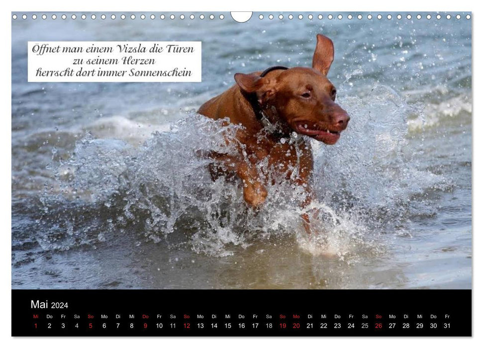 Magyar Vizsla - Zauberhafte Kobolde (CALVENDO Wandkalender 2024)