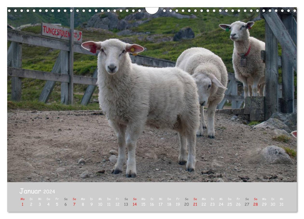 Ganz schön Schaf (CALVENDO Wandkalender 2024)