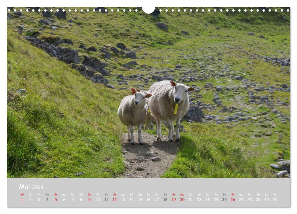 Ganz schön Schaf (CALVENDO Wandkalender 2024)