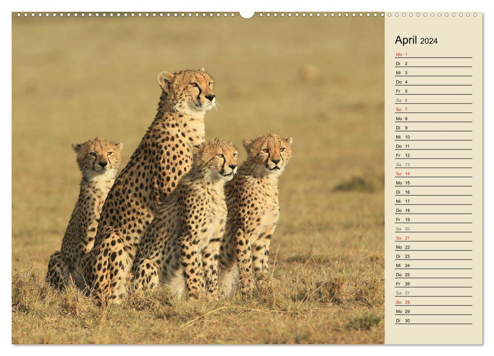 Geparden - Ein Leben in Afrika (CALVENDO Wandkalender 2024)