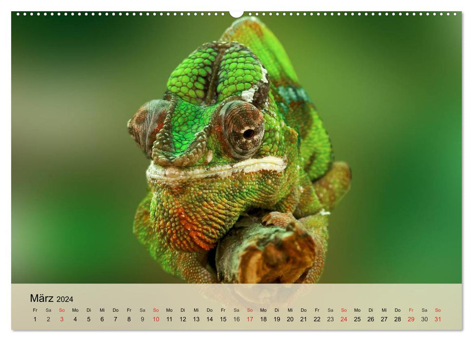 Bunte Frösche und kleine Reptilien (CALVENDO Wandkalender 2024)