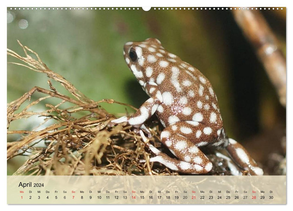 Bunte Frösche und kleine Reptilien (CALVENDO Wandkalender 2024)