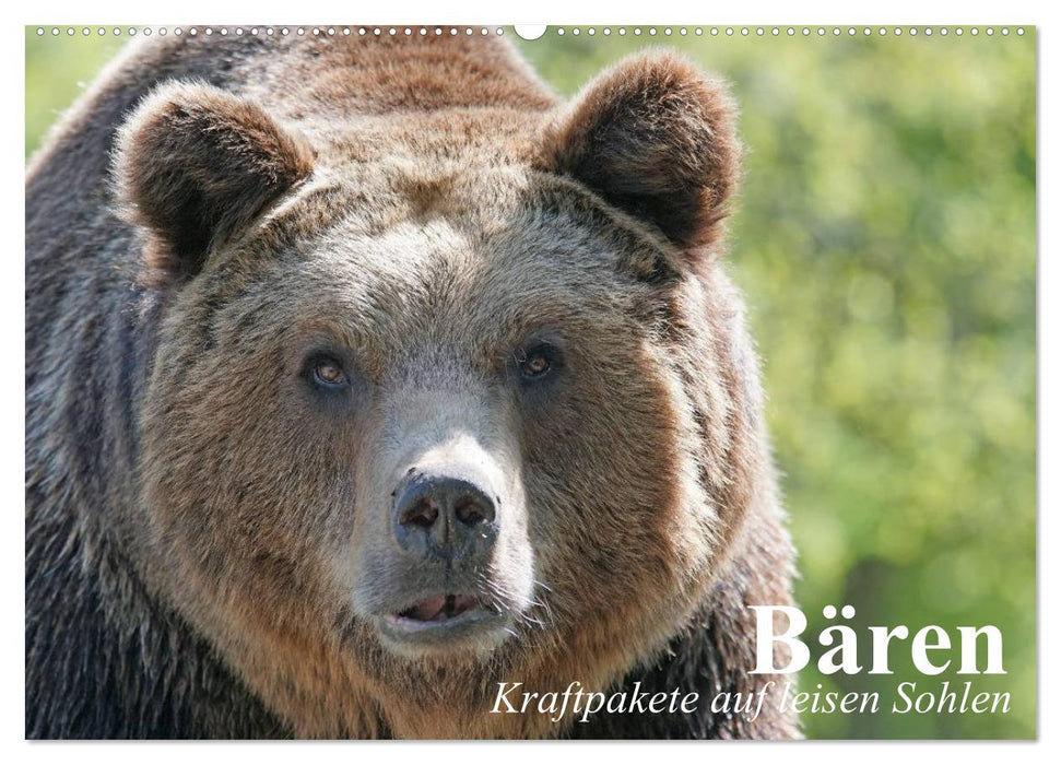 Bären. Kraftpakete auf leisen Sohlen (CALVENDO Wandkalender 2024)