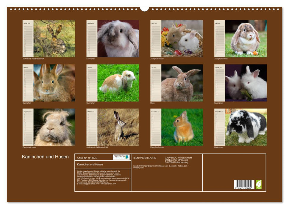 Kaninchen und Hasen (CALVENDO Wandkalender 2024)