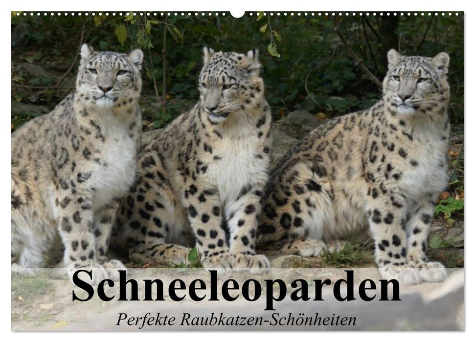 Schneeleoparden. Perfekte Raubkatzen-Schönheiten (CALVENDO Wandkalender 2024)