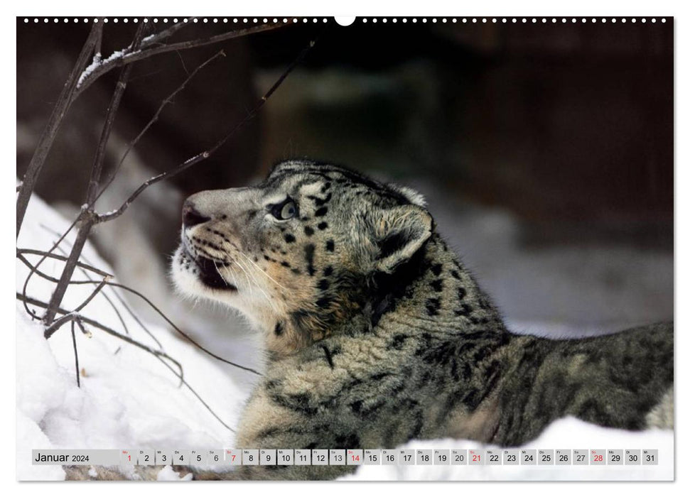 Schneeleoparden. Perfekte Raubkatzen-Schönheiten (CALVENDO Wandkalender 2024)