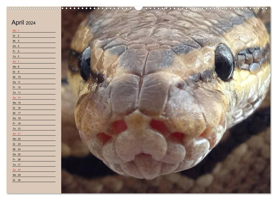 Schlangen (CALVENDO Wandkalender 2024)