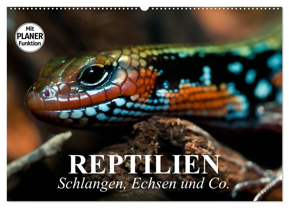 Reptilien. Schlangen, Echsen und Co. (CALVENDO Wandkalender 2024)