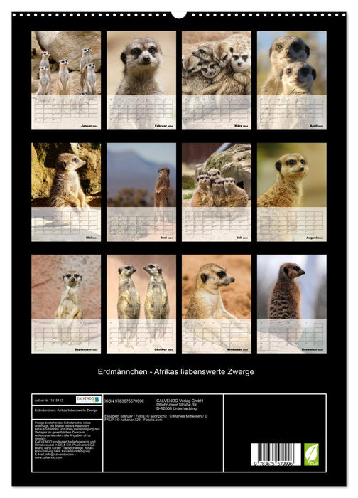 Suricates - Les adorables nains d'Afrique (Calvendo Premium Wall Calendar 2024) 