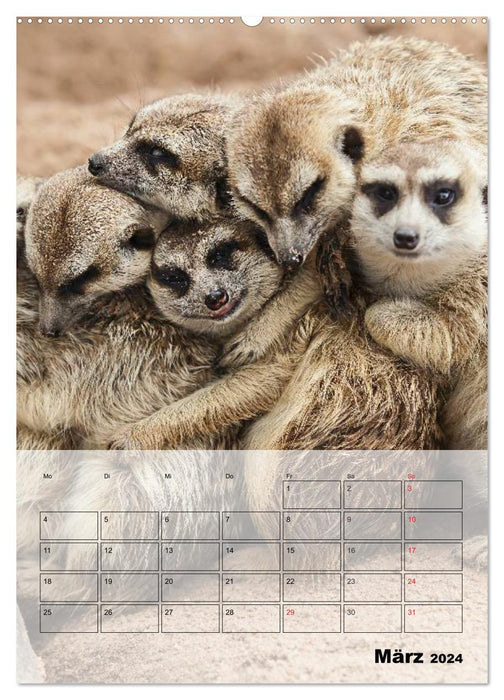 Erdmännchen - Afrikas liebenswerte Zwerge (CALVENDO Premium Wandkalender 2024)