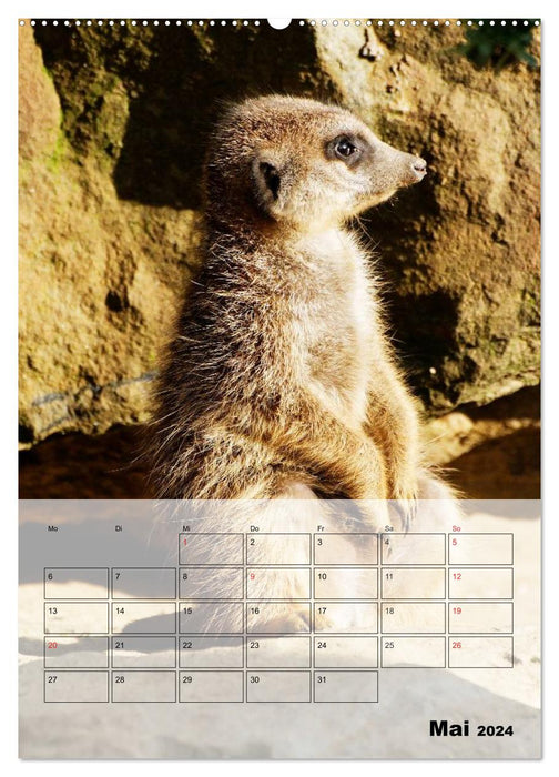 Suricates - Les adorables nains d'Afrique (Calvendo Premium Wall Calendar 2024) 