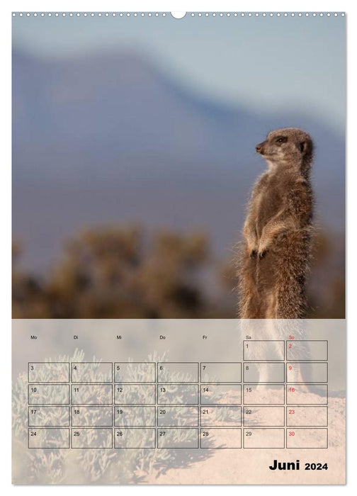 Suricates - Les adorables nains d'Afrique (Calvendo Premium Wall Calendar 2024) 