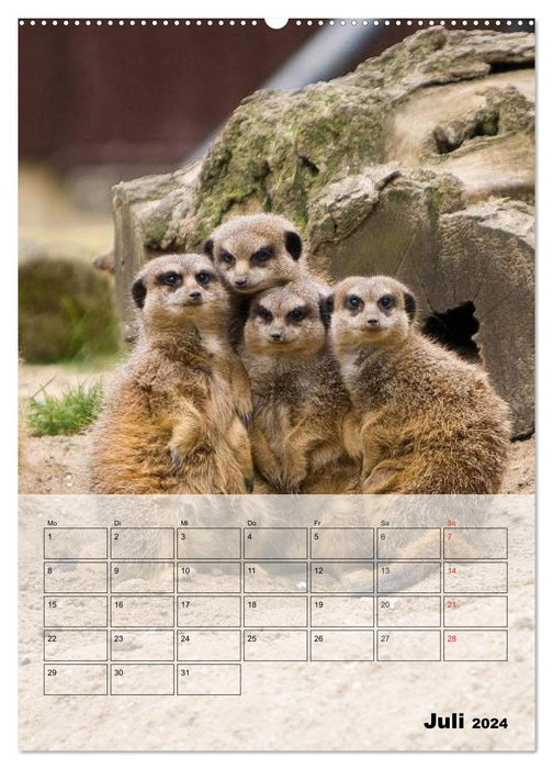 Suricates - Les adorables nains d'Afrique (Calvendo Premium Wall Calendar 2024) 