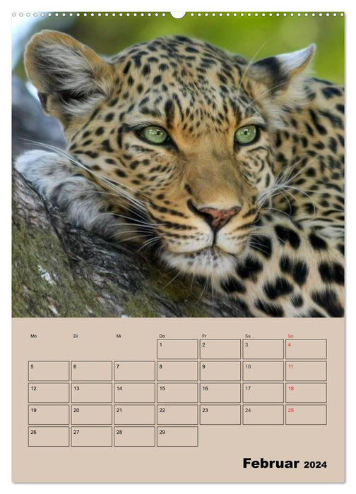 Gros chats. Visages de grands chats (Calendrier mural CALVENDO Premium 2024) 