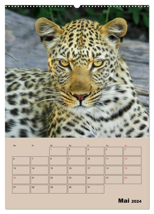 Großkatzen. Raubkatzengesichter (CALVENDO Premium Wandkalender 2024)