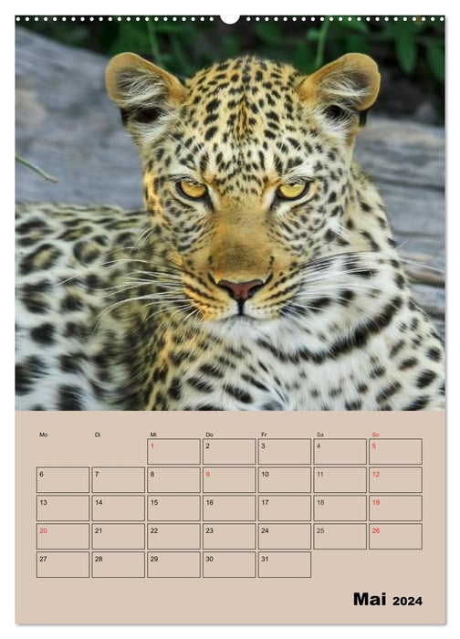 Gros chats. Visages de grands chats (Calendrier mural CALVENDO Premium 2024) 