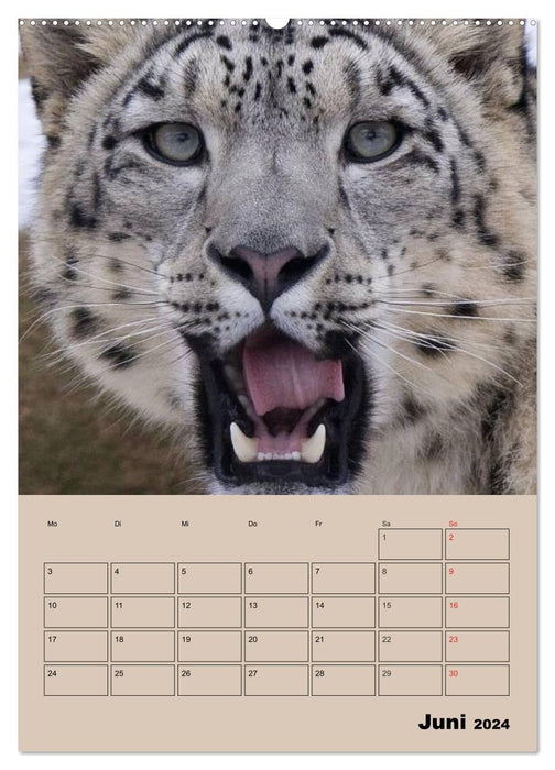 Großkatzen. Raubkatzengesichter (CALVENDO Premium Wandkalender 2024)