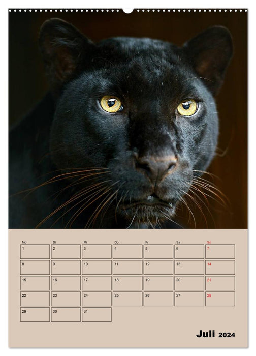 Gros chats. Visages de grands chats (Calendrier mural CALVENDO Premium 2024) 