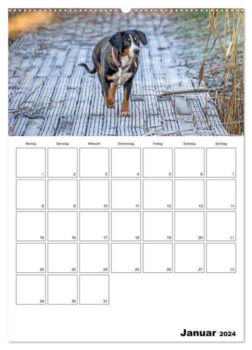 Entlebucher Sennenhunde begleiten Sie durch das Jahr (CALVENDO Premium Wandkalender 2024)