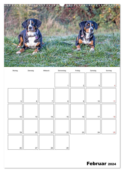 Entlebucher Sennenhunde begleiten Sie durch das Jahr (CALVENDO Premium Wandkalender 2024)