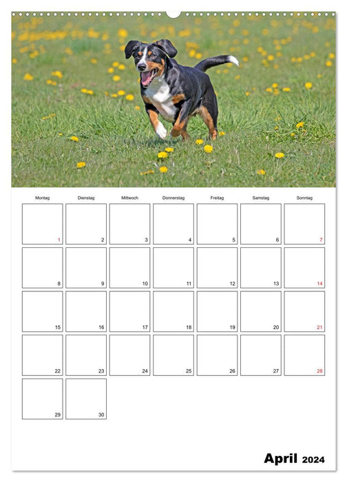 Entlebucher Sennenhunde begleiten Sie durch das Jahr (CALVENDO Premium Wandkalender 2024)