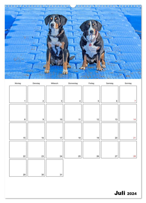 Entlebucher Sennenhunde begleiten Sie durch das Jahr (CALVENDO Premium Wandkalender 2024)
