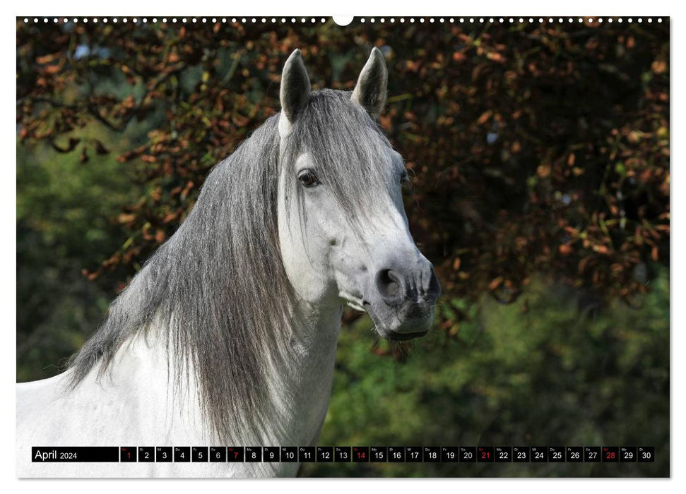 Chevaux de rêve - Ecole d'équitation princière de Bückeburg (Calendrier mural CALVENDO Premium 2024) 