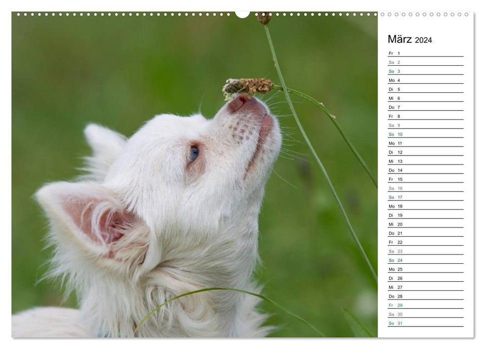 Chihuahuas - kleine Herzensbrecher (CALVENDO Premium Wandkalender 2024)