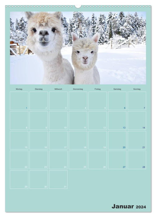 Alpakas zum Verlieben (CALVENDO Premium Wandkalender 2024)