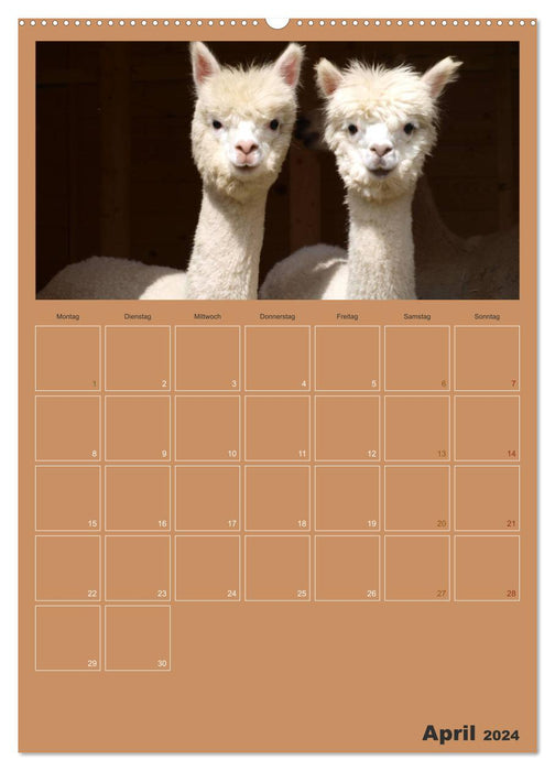 Alpakas zum Verlieben (CALVENDO Premium Wandkalender 2024)