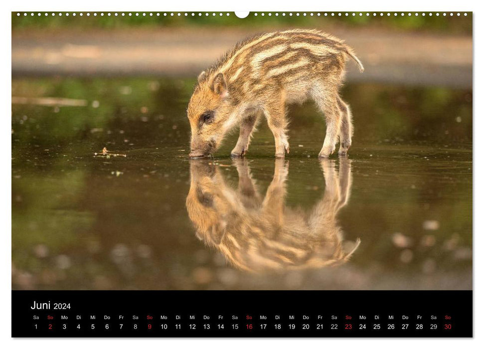 Wild Home (Calendrier mural CALVENDO Premium 2024) 