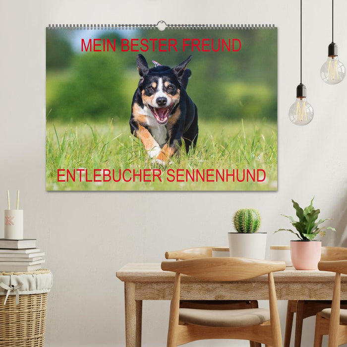 Mon meilleur ami - Bouvier de l'Entlebuch (Calendrier mural CALVENDO 2024) 