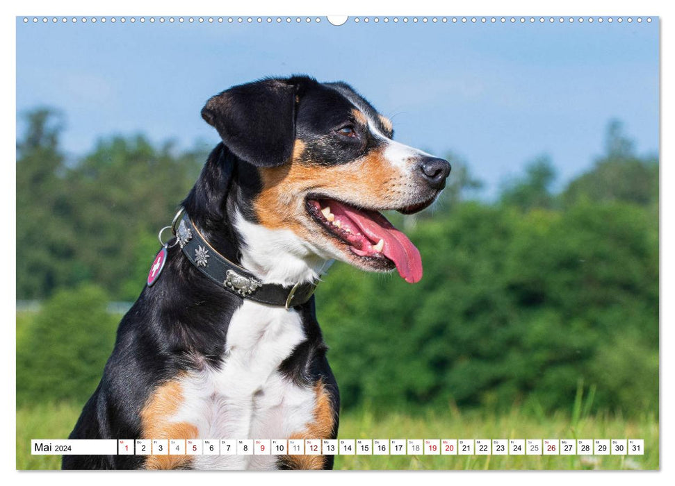 Mon meilleur ami - Bouvier de l'Entlebuch (Calendrier mural CALVENDO 2024) 