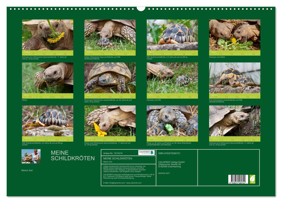 Mes tortues (Calendrier mural CALVENDO 2024) 